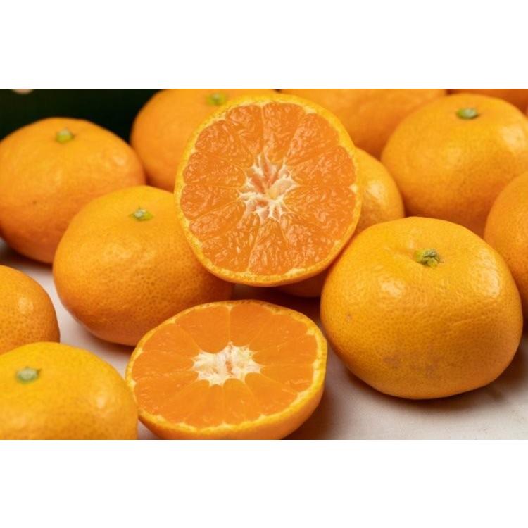 みかん 真穴みかん ご贈答 お歳暮 真穴 約3ｋｇ S Ｍ Ｌ いずれか 送料無料 |  | 04