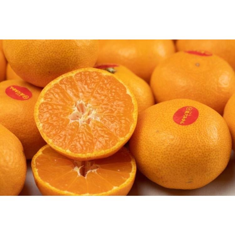 みかん 真穴みかん 贈答 ひなの里 お歳暮 真穴 高級みかん 約3ｋｇ 緑箱 送料無料 ベジろう 通販 Yahoo ショッピング
