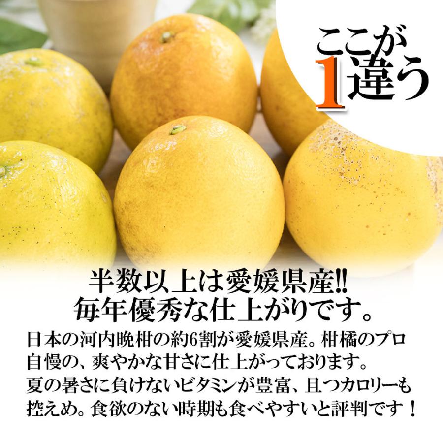 河内晩柑 愛媛県産 和製グレープフルーツ ジューシーオレンジ 2S〜M 小玉 約10ｋｇ 送料無料｜vegetable-fruit-pro｜02