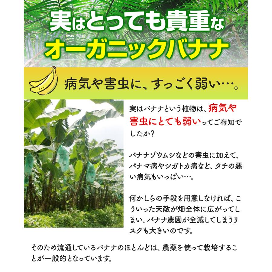 バナナ オーガニック 有機バナナ 無農薬バナナ 有機JAS認証つき 2kg