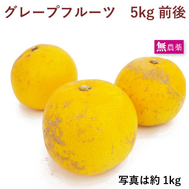 送料込 国産 グレープフルーツ 無農薬栽培 5kg Sonicacts Com