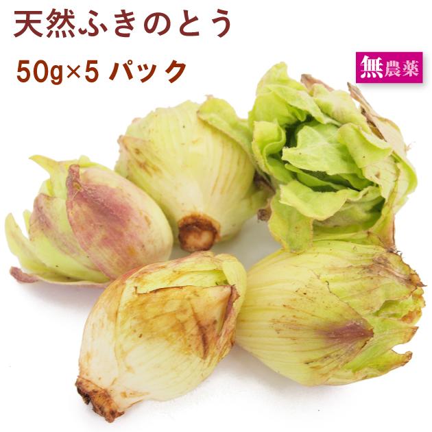 人気急上昇 山菜 天然ふきのとう 50g 5パック 送料込 Wantannas Go Id