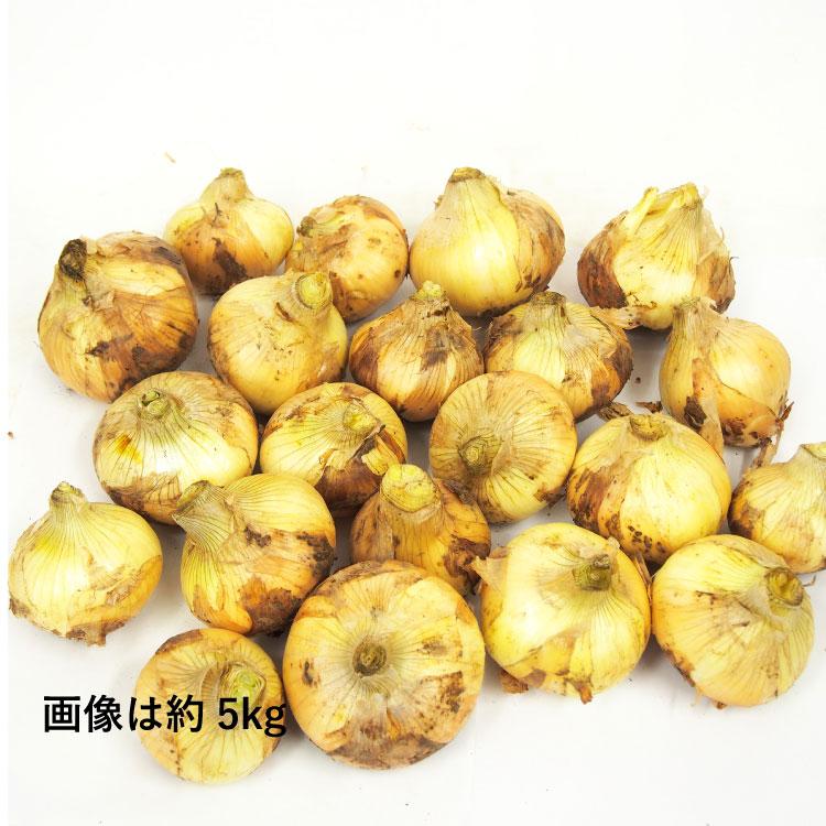 新玉ねぎ 無農薬栽培 10kg前後 送料込の画像