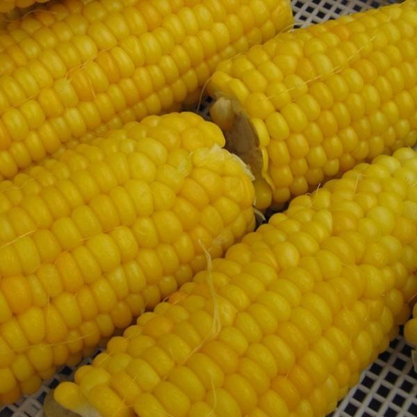 【最終】 毎年人気　とうもろこし 埼玉県産 無農薬栽培 　50本 【S1918199578】(12139円)