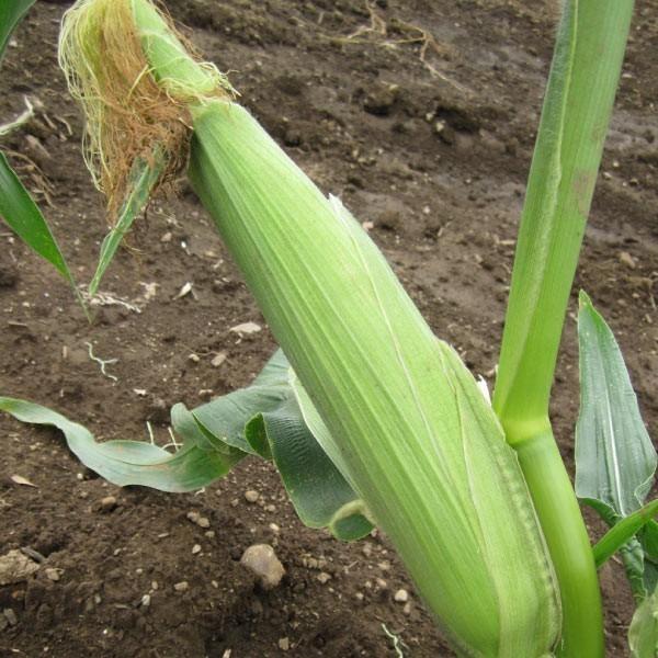 【最終】 毎年人気　とうもろこし 埼玉県産 無農薬栽培 　50本 【S1918199578】(12139円)