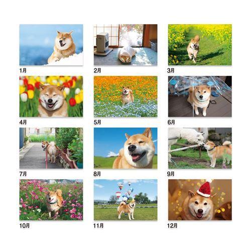 カレンダー 22 壁掛け スケジュール 柴犬まるとおさんぽカレンダー いぬ 新日本カレンダー 動物写真 書き込み Snc 8035 雑貨 アートの通販店 ベルコモン 通販 Yahoo ショッピング