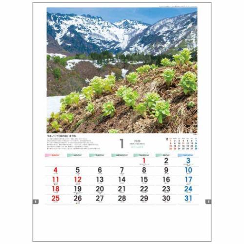 壁掛けカレンダー2026年 2026 Calendar フォト 日本の山野草 トーダン