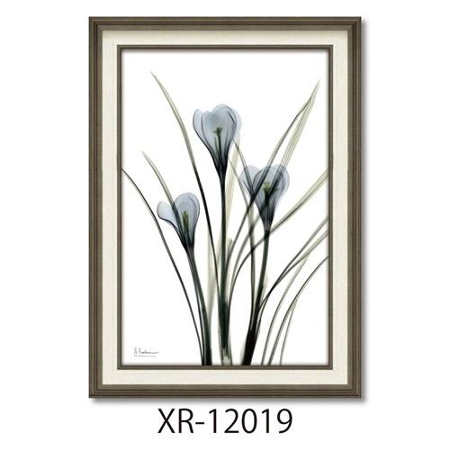 フラワーアート X RAYキャンバスアート アルバートクーツィール クロッカス Mサイズ ユーパワー XR-12019 爆買
