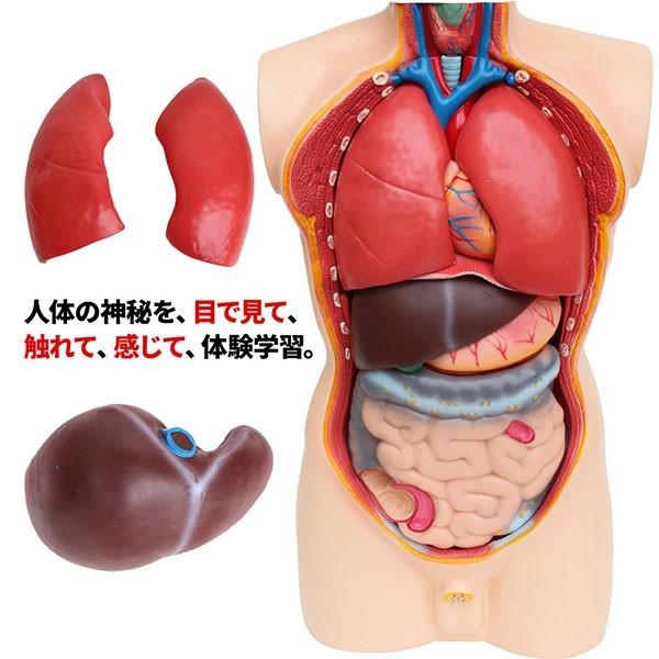 人体模型 人体解剖模型 上半身 85cm 解剖模型 内臓 取り出し可能 19ピース 人体 模型 業務用 模型 人体模型 人体 トルソー 実寸 実物大 Relieve 通販 Yahoo ショッピング