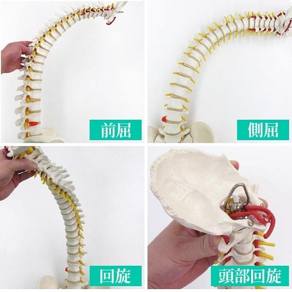 １着でも送料無料】ポイントアップ 20日迄 人体模型 椎間板 台座付き