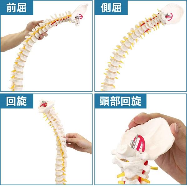 人体模型 脊髄骨盤模型 90cm 実物大 吊り下げ 台座付き 後頭骨 股関節 男性骨盤 脊柱可動 脊髄神経根 椎骨動脈 椎間板 脊髄 背骨 脊椎 スタンド付き 人骨 模型｜versos｜02