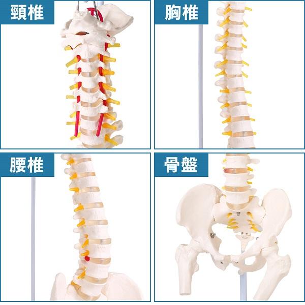 人体模型 脊髄骨盤模型 90cm 実物大 吊り下げ 台座付き 後頭骨 股関節 男性骨盤 脊柱可動 脊髄神経根 椎骨動脈 椎間板 脊髄 背骨 脊椎 スタンド付き 人骨 模型｜versos｜03