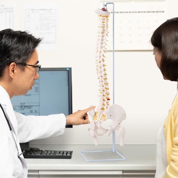 人体模型 脊髄骨盤模型 90cm 実物大 吊り下げ 台座付き 後頭骨 人体模型 脊髄骨盤模型 90cm 実物大 吊り下げ 台座付き 後頭骨