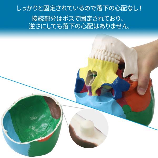 頭蓋骨 模型 人体模型 骨 標本 カラー 分解 歯科 耳鼻科 眼科 頭蓋骨