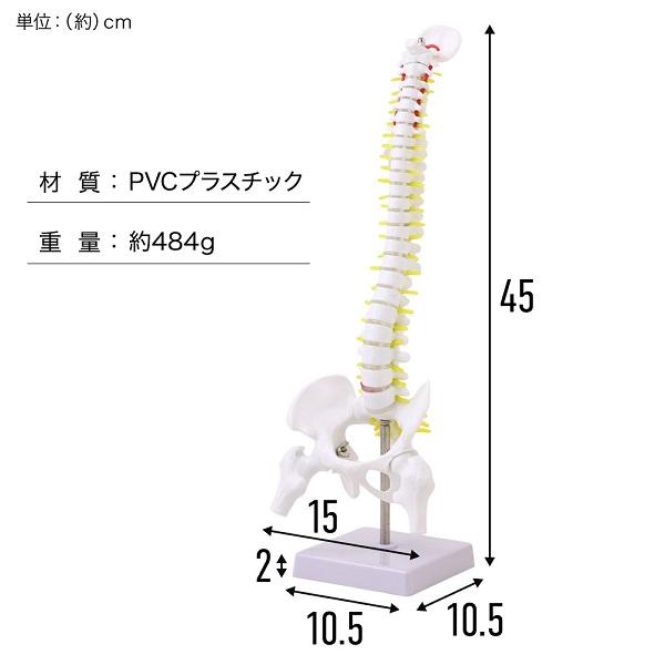 脊椎 模型 人体模型 1/2 脊椎骨盤 骨盤 骨 45センチ 脊髄骨盤 脊椎 模型 人体模型 1/2 脊椎骨盤 骨盤 骨 45センチ 脊髄骨盤