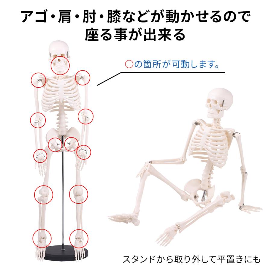 人体模型 骨 人体骨格模型 骨格標本 85cm 1/2 モデル ホワイト 人体模型 骨 人体骨格模型 骨格標本 85cm 1/2 モデル ホワイト