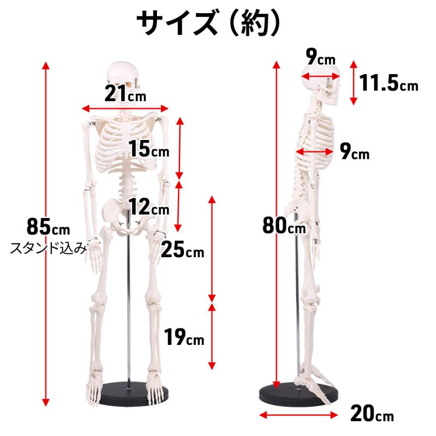 人体模型 骨 人体骨格模型 骨格標本 85cm 1/2 モデル ホワイト 人体模型 骨 人体骨格模型 骨格標本 85cm 1/2 モデル ホワイト
