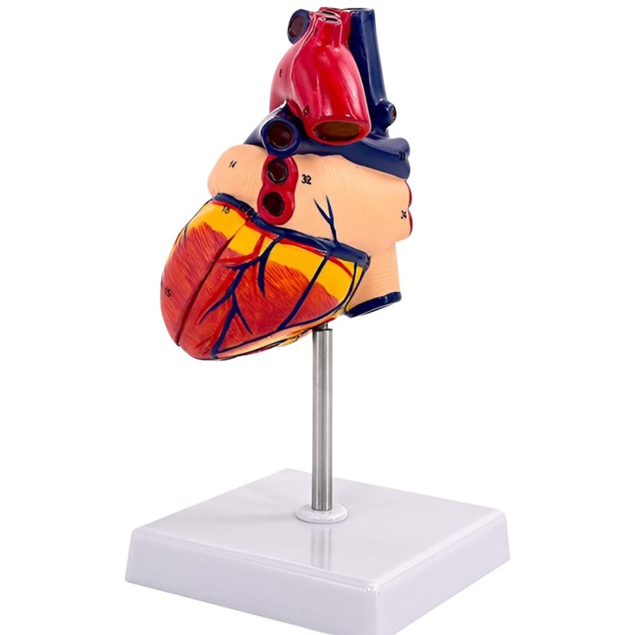 心臓 模型 実物大 人体模型 内蔵 フルカラー スタンド付 教育 モデル