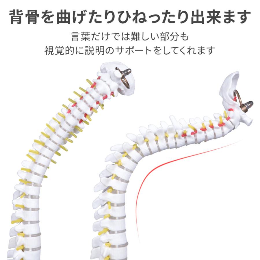 脊椎 模型 曲がる 人体模型 1/2 脊椎骨盤 骨盤 骨 45センチ 脊髄骨盤