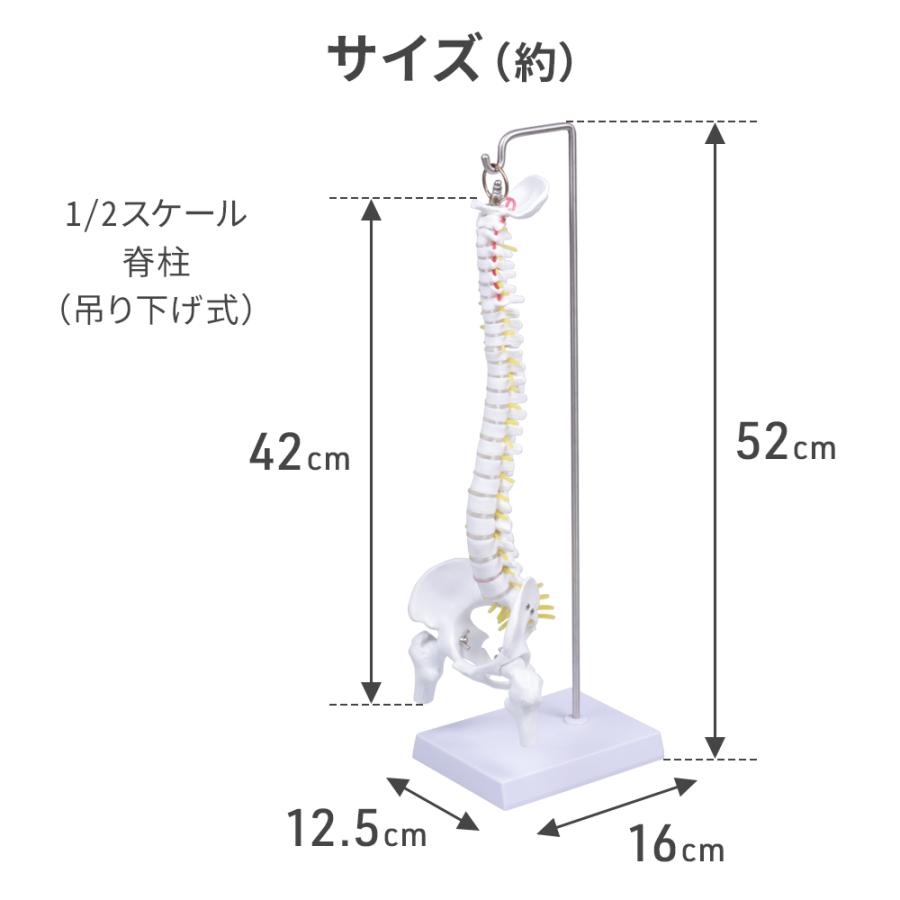 脊椎 模型 曲がる 人体模型 1/2 脊椎骨盤 骨盤 骨 45センチ 脊髄骨盤
