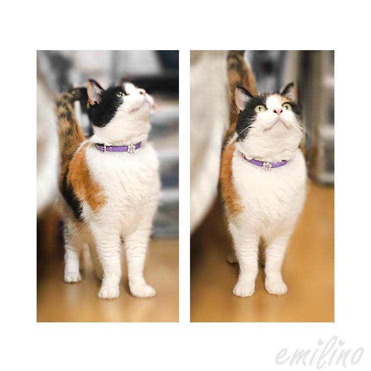 猫用首輪☆お花のキラキラビジュー付き 【T2】【T3】ねこちゃん