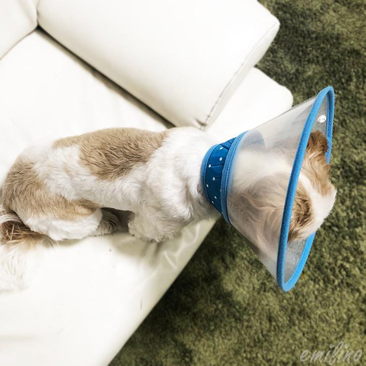 エリザベスカラー【タイプ2】 プラスチック製 クリア 軽量 犬 猫