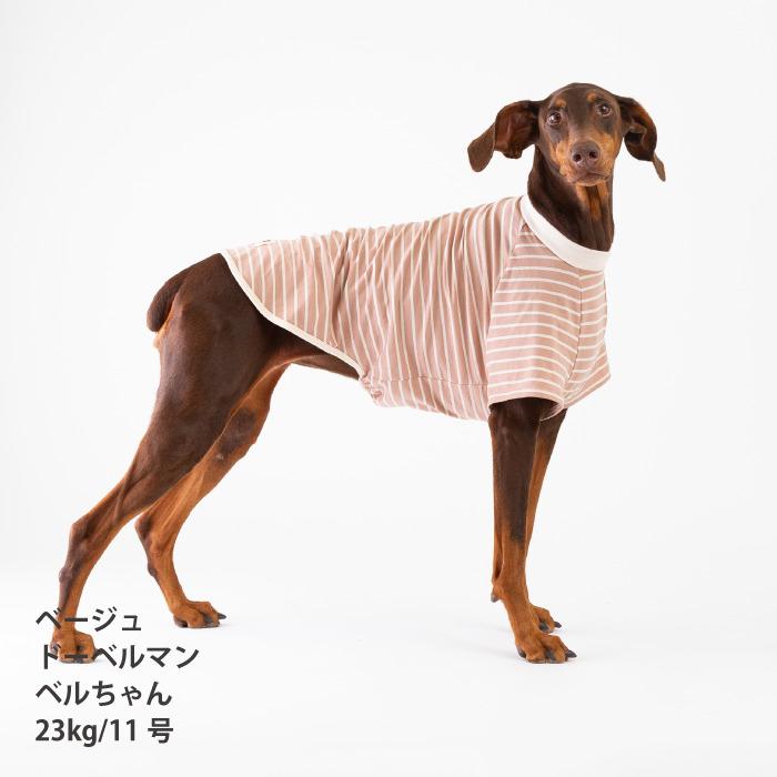 VERY 犬服 小型犬 BORDERS CLUB Tシャツ ネイビー ベージュ 薄手 伸縮