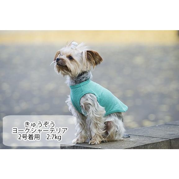 犬 服 Very 小型犬 Web限定 無地コットンtシャツ タンクトップ 3枚セット1 500円 特価 在庫限り ドッグウェア Ctcttset01 Very Pet ヤフーショップ 通販 Yahoo ショッピング