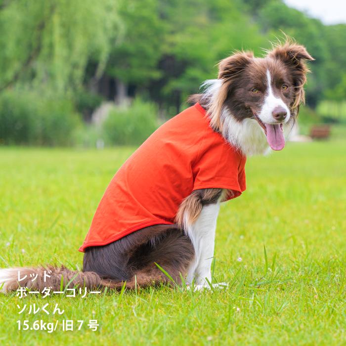 VERY 犬服 コットンTシャツ 中型犬 コーギー 春夏 秋冬 ブランド