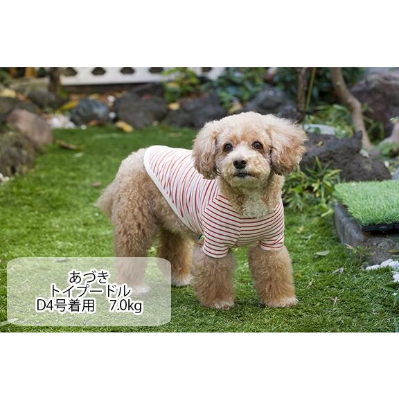 犬服 VERY コットンTシャツ 小型犬 ダックス 胴長 フレブル パグ 春夏 秋冬 おしゃれ 安い 可愛い お揃い ペットウェア ペット服 綿100％ 無地 ボーダー｜very-pet｜06