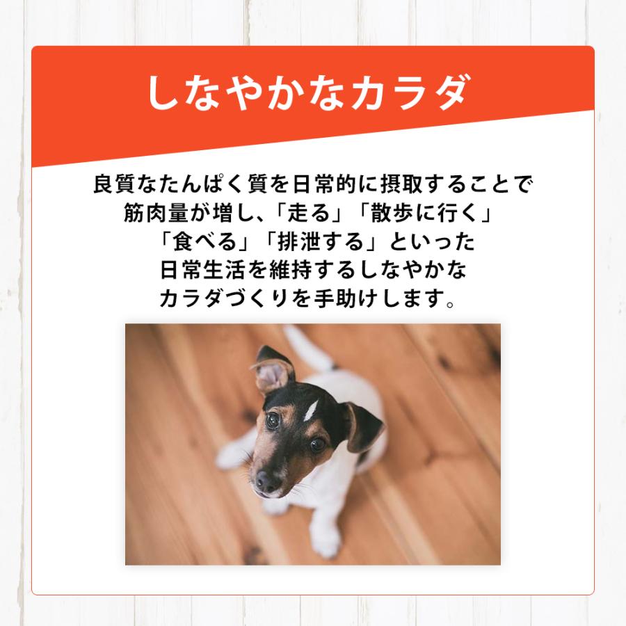 おまけ付き リガロ RIGALO ラム 子犬 成犬 12kg 高タンパク質 ハイプロテイン ドッグフード 羊 グレインフリー たんぱく質37％以上 低脂肪 パピー