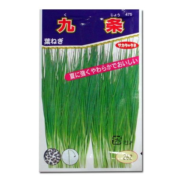 野菜の種/種子 九条・ねぎ 15ml（メール便発送）サカタのタネ 種苗｜vg-harada