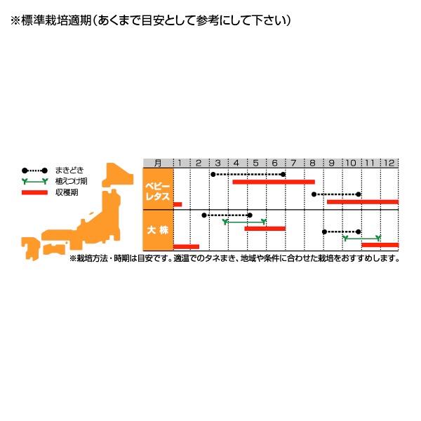 野菜の種/種子 ガーデンレタス ミックス 4ml（メール便発送）サカタのタネ 種苗｜vg-harada｜02