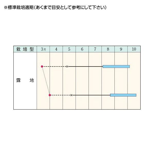 野菜の種/種子 鷹の爪とうがらし・トウガラシ 360粒（メール便発送）タキイ種苗｜vg-harada｜02