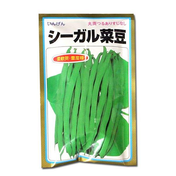 野菜の種/種子　シーガル菜豆・いんげん　２００粒　（メール便発送）｜vg-harada