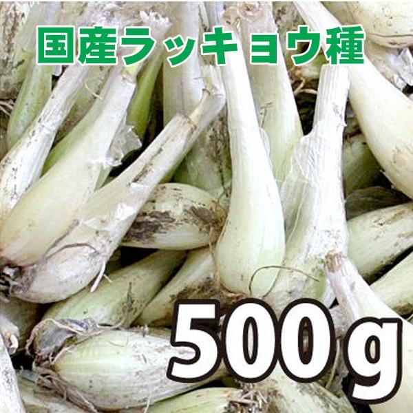 野菜・種/苗　国産ラッキョウ ラッキョ　らっきょ　らっきょう・生もの種　量り売り500g | 