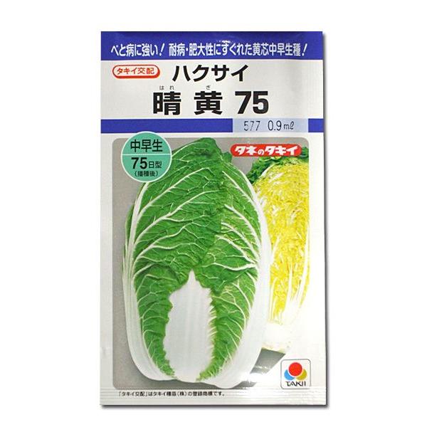 野菜の種/種子 晴黄75・ハクサイ 0.8ml（メール便発送）タキイ種苗｜vg-harada