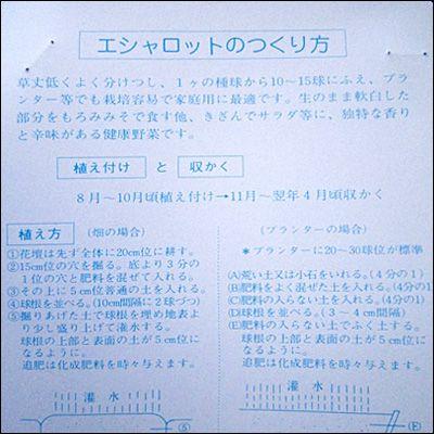 野菜・種/苗 エシャレット・エシャロット 生もの種 量り売り 200g