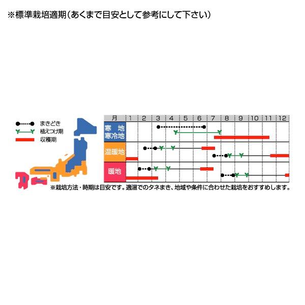 野菜の種/種子 冬藍・キャベツ 0.7ml（メール便発送）サカタのタネ 種苗｜vg-harada｜02