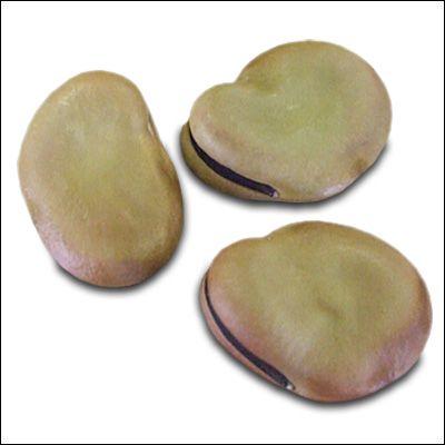 野菜の種/種子 陵西一寸蚕豆・そら豆 1L  (大袋)の画像