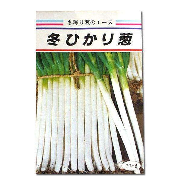 野菜の種/種子 冬ひかり葱・ネギ ねぎ 2dl缶入 (大袋) : ベジタブル