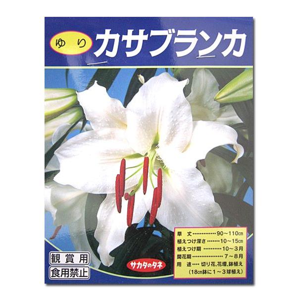 半額セール 花 球根 カサブランカ オリエンタルゆり 1球入 秋植え球根 4月まで植え時 Vg ベジタブルガーデン ハラダ 通販 Yahoo ショッピング
