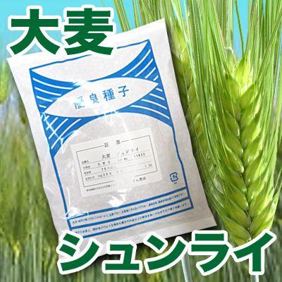 野菜の種/種子　大麦・シュンライ　大麦シュンライ　1kg　アサヒ農園｜vg-harada
