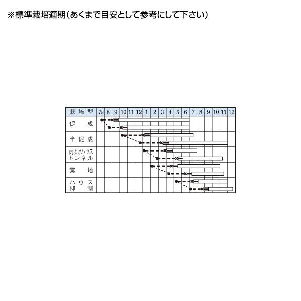 野菜の種/種子 ニューエース・ピーマン 60粒（メール便発送）タキイ種苗｜vg-harada｜02