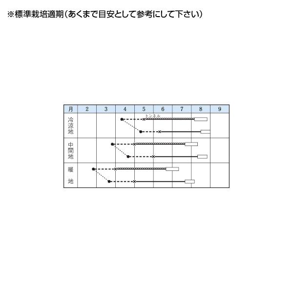 野菜の種 種子 ブラックボール2 スイカ タキイ種苗 メール便発送 ついに再販開始 11粒
