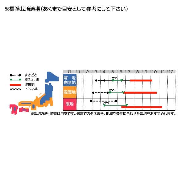 野菜の種/種子 麗夏・トマト PRIMAX(プライマックス)1000粒（メール便発送/大袋）サカタのタネ 種苗