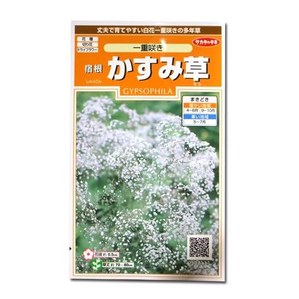 花の種 宿根 かすみ草［一重咲き］ 0.2ml（メール便発送
