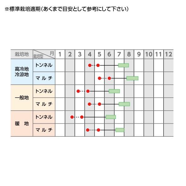 野菜の種/種子 ゆめのコーンビック85・とうもろこし 200粒（メール便
