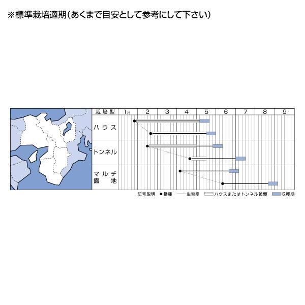 野菜の種/種子 ランチャー82・とうもろこし 200粒（メール便発送）タキイ種苗｜vg-harada｜02