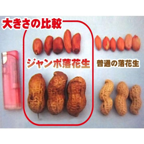 野菜・種/苗 ジャンボ落花生/落花生・ピーナッツ 生もの種 量り売り1dl